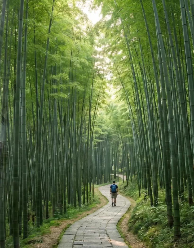 A path through the bamboo forest in Anji